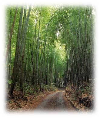 竹林